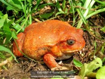Tomato frog (Dyscophus antongilii), Maroantsetra