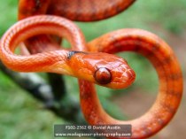Phisalixella arctifasciatus snake, Montagne d'Ambre National Park