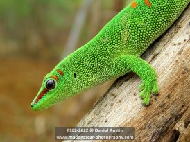 Giant Madagascar day gecko (Phelsuma grandis), Windsor Castle