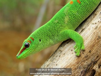 Giant Madagascar day gecko (Phelsuma grandis), Windsor Castle