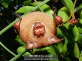 Commerson’s leaf-nosed bat (Hipposideros commersoni), Ankarana National Park