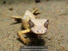 Satanic leaf-tailed gecko (Uroplatus phantasticus), Reserve Peyrieras