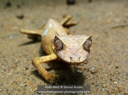 Satanic leaf-tailed gecko (Uroplatus phantasticus), Reserve Peyrieras