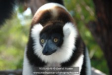 Black-and-white ruffed lemur (Varecia variegata), Ony Park, Pangalanes Canal
