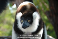Black-and-white ruffed lemur (Varecia variegata), Ony Park, Pangalanes Canal