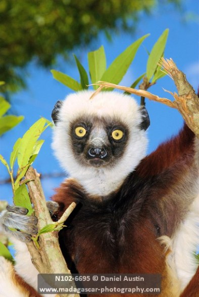 Coquerel's sifaka (Propithecus coquereli), Lemurs Park, west of Antananarivo