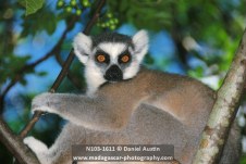 Ring-tailed lemur (Lemur catta), Anja Park
