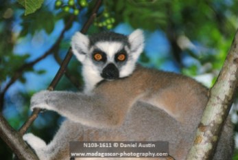 Ring-tailed lemur (Lemur catta), Anja Park