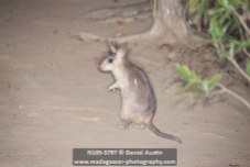 Giant Madagascar jumping rat (Hypogeomys antimena), Kirindy Reserve