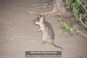 Giant Madagascar jumping rat (Hypogeomys antimena), Kirindy Reserve